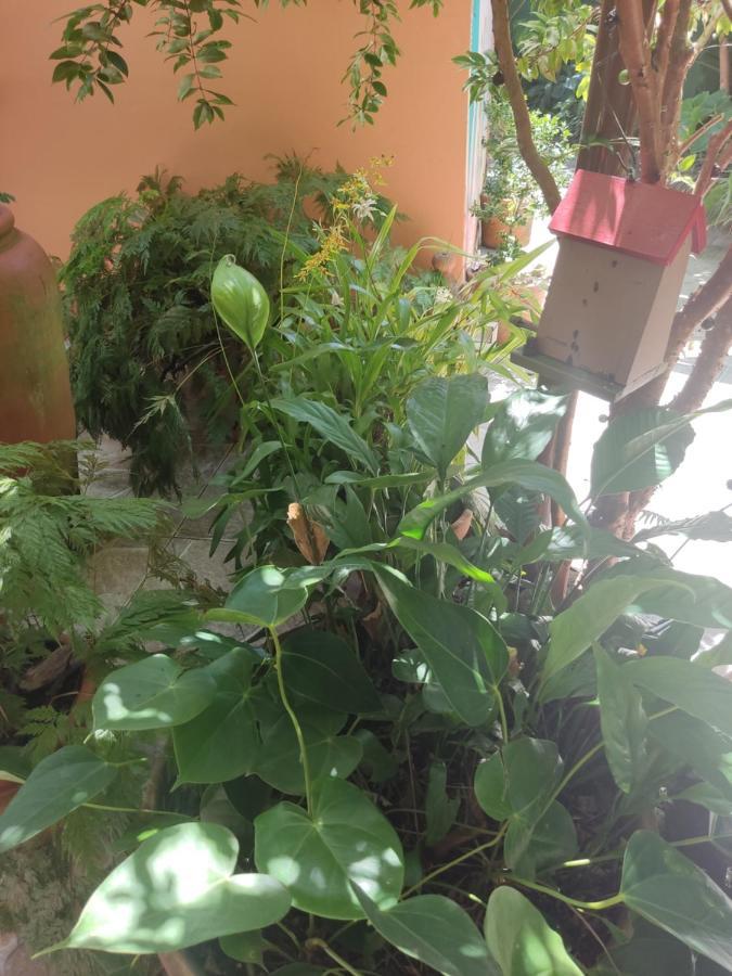 Recanto Toca Das Plantas De Ilhabela I Exteriér fotografie
